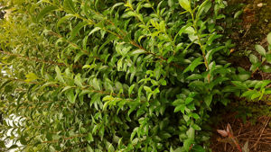 Bild von Ligustrum